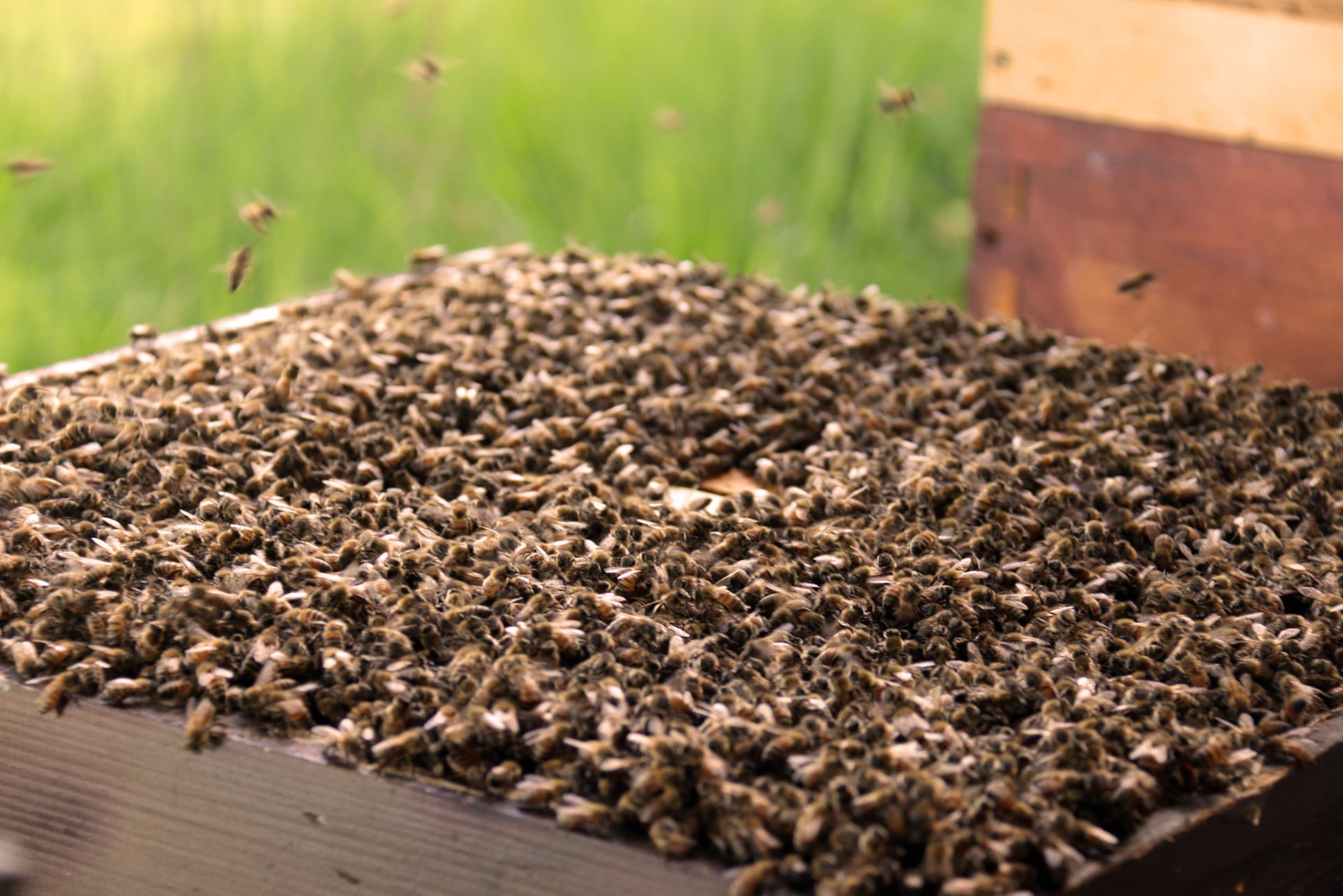 Bienenflüsterer