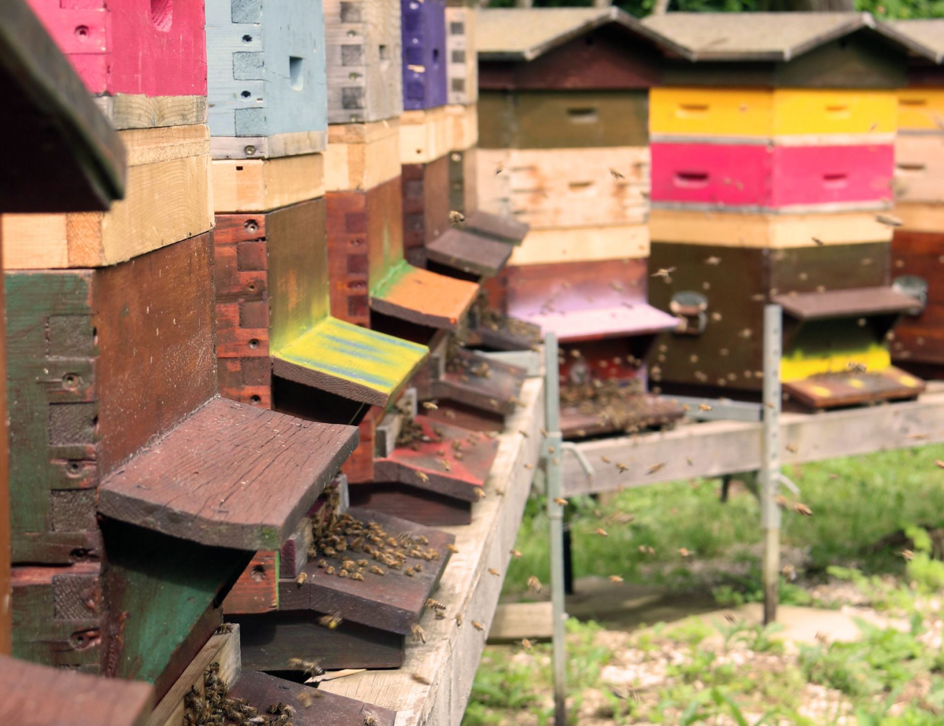 Bienenstöcke