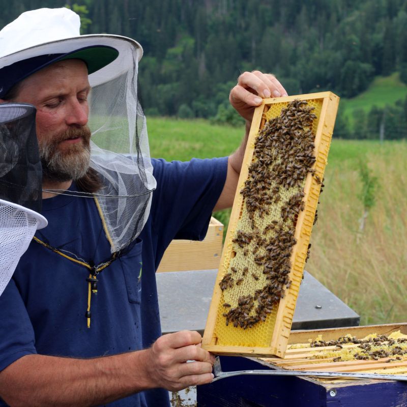 Bienen Workshop